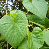 Cissus latifolia Lam.